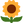 :sunflower: